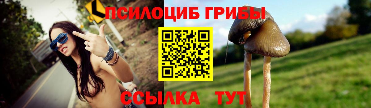 Псилоцибиновые грибы Psilocybe Сургут